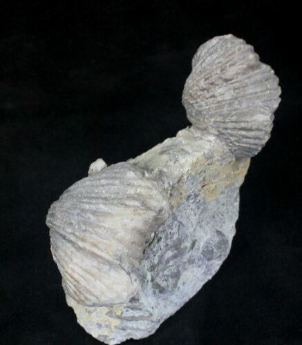 Platystrophia Brachiopods Fossil From Kentucky #20726